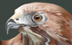 Hawk Illustration
